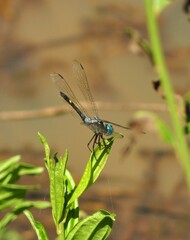 Micrathyria atra