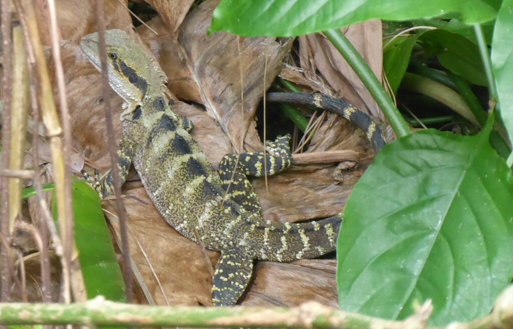 Australian Water Dragon from Yandina QLD 4561, Australia on September