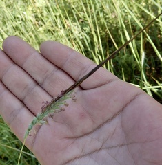 Heteropogon contortus
