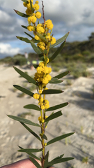 Acacia cochlearis