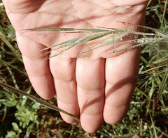 Heteropogon contortus