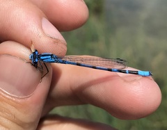 Enallagma risi