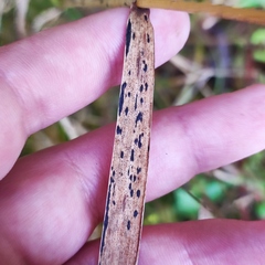 Phyllachora graminis