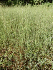 Heteropogon contortus