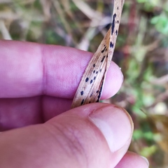 Phyllachora graminis