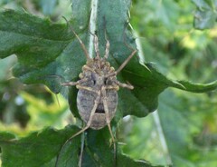 Odiellus spinosus