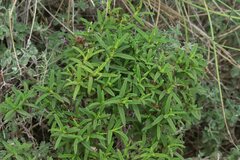 Cistus monspeliensis