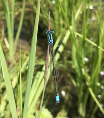 Ischnura pumilio
