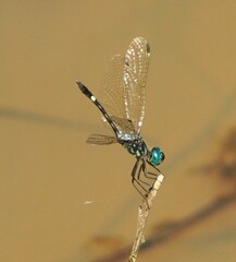 Micrathyria atra
