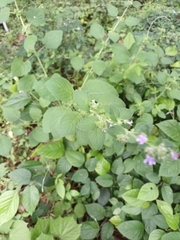 Mesosphaerum suaveolens