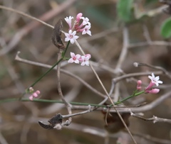 Asperula cynanchica