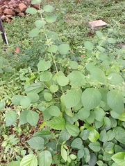 Mesosphaerum suaveolens