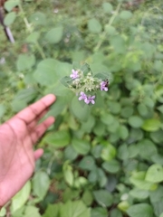 Mesosphaerum suaveolens