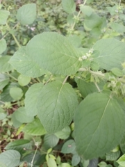 Mesosphaerum suaveolens