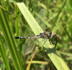Selysiothemis nigra