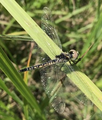 Selysiothemis nigra
