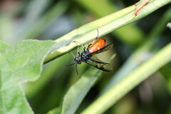 Lophyrotoma analis