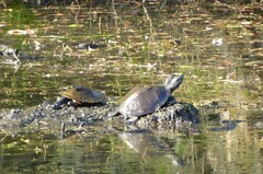 Emydura macquarii