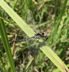 Selysiothemis nigra