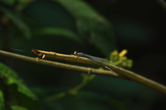Odonata