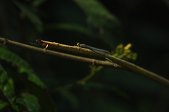 Odonata