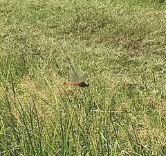 Sympetrum depressiusculum