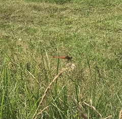 Sympetrum depressiusculum
