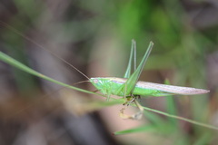 Conocephalus maculatus