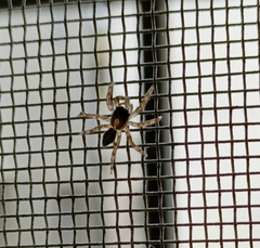 Plexippus paykulli