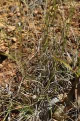 Aristida utilis
