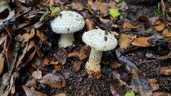 Amanita echinocephala