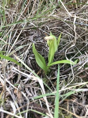 Pterostylis silvicultrix