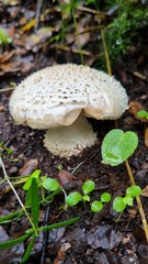 Amanita echinocephala
