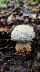 Amanita echinocephala