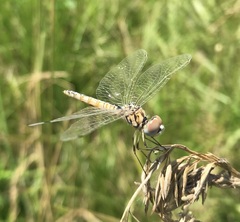Selysiothemis nigra