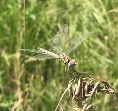 Selysiothemis nigra