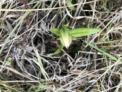 Pterostylis silvicultrix