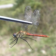 Sympetrum tibiale