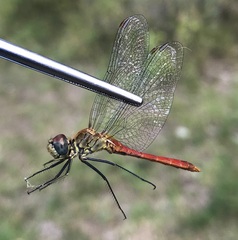 Sympetrum tibiale