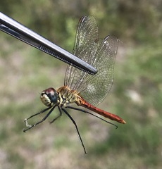 Sympetrum tibiale