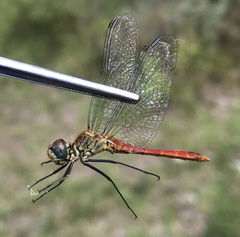 Sympetrum tibiale