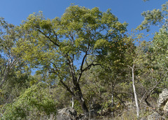 Pleiogynium timoriense