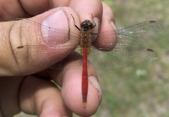 Sympetrum tibiale