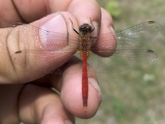 Sympetrum tibiale
