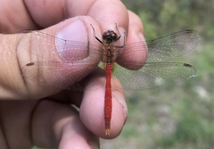 Sympetrum tibiale