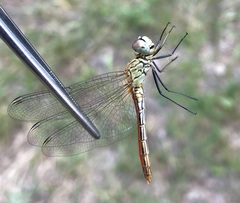Sympetrum tibiale