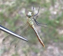 Sympetrum tibiale