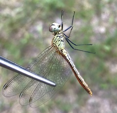 Sympetrum tibiale