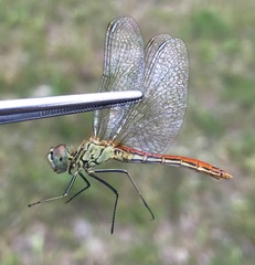 Sympetrum tibiale