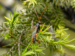 Echthromorpha intricatoria